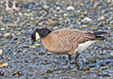 Branta hutchinsii